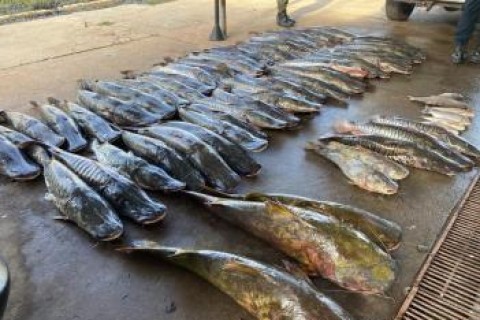 Homem é preso com caminhonete roubada e quase meia tonelada de peixe ilegal em MT