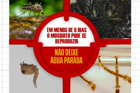 Em 7 dias de vida, mosquito da dengue adulto já se reproduz e é capaz de picar humanos