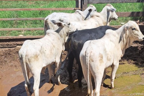 A Polícia Civil de Mato Grosso recuperou, na tarde de segunda-feira (23.03), 29 cabeças de gado, avaliados em 120mil reais, furtadas de uma propriedade rural no município de Araguaiana.