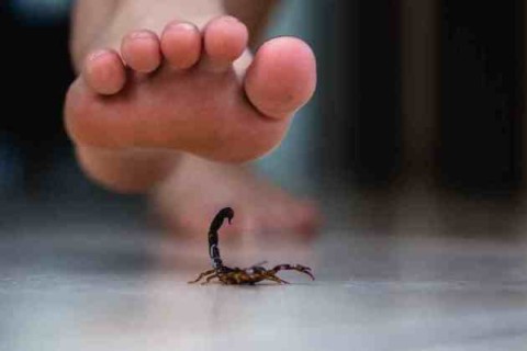 Brasil vive alta de óbitos por acidentes com escorpião; saiba como agir se você for picado