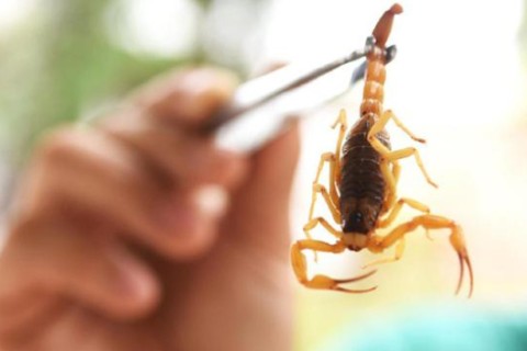 Mato Grosso registra 3.860 acidentes com animais peçonhentos em 2025