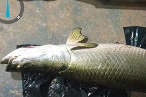 Três homens são presos por pesca predatória na região do Araguaia
